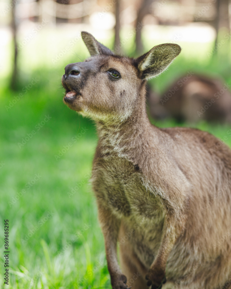 portrait of a young kangaroo in the grass