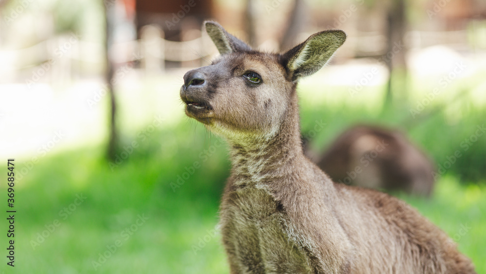 Obraz premium kangur w trawie