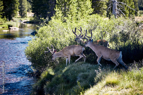 Elks in the beautiful Yosemite National Park in California, USA photo