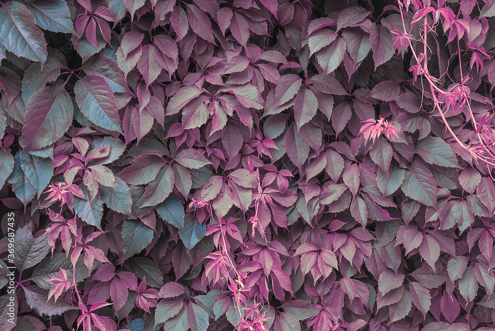 Beautiful natural purple background of virginia creeper leaves