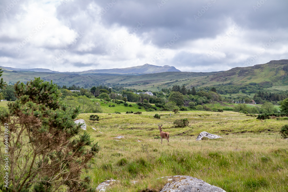 Irish landscape with red deer by Glenties in County Donegal