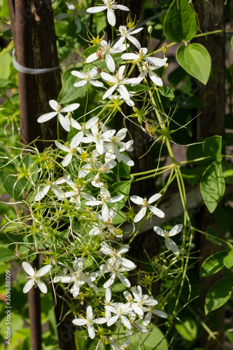White flowers, clematis hedge on a green background photo