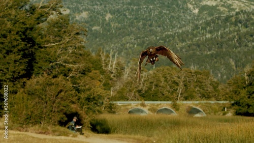 A photo of a eagle which is landing in a canyon