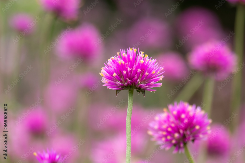 Fototapeta premium Picture of Close up flower