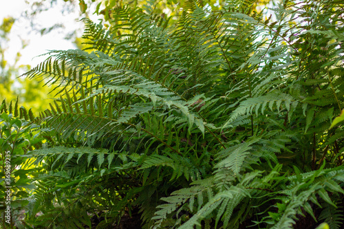 Ornamental green fern in the shade