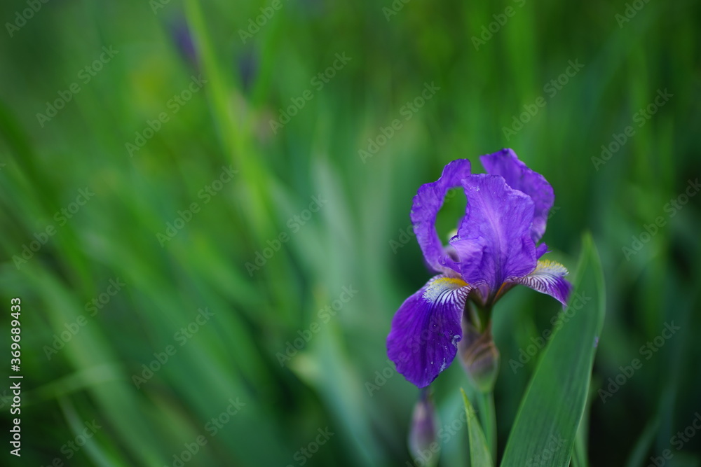 Purple iris flower grows in green spring garden Purple iris flower grows in green spring garden