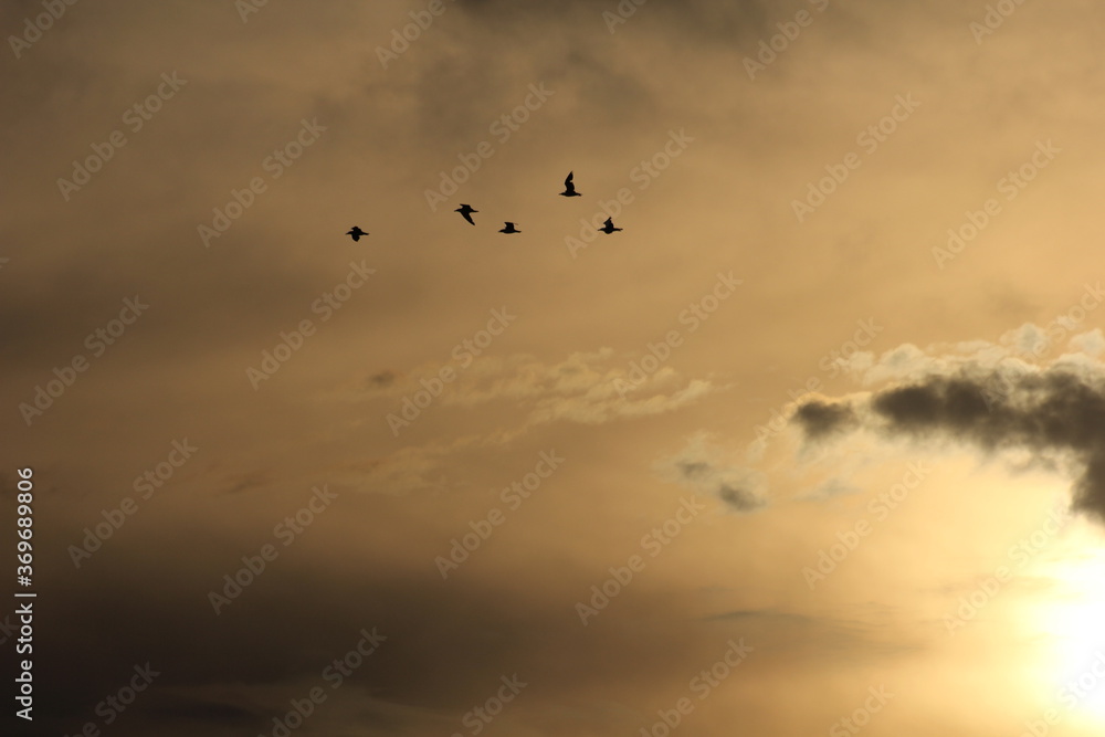 Fototapeta premium flamencos y pajaros volando al atardecer