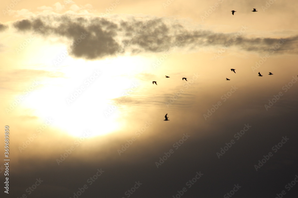 flamencos y pajaros volando al atardecer flamencos y pajaros volando al atardecer