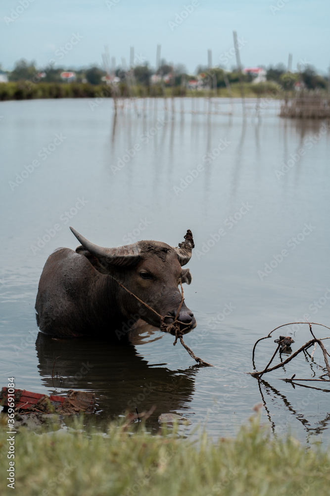 Obraz premium Cow in Hoian Vietnam