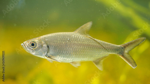 Australian Grayling also known as Prototroctes maraena 