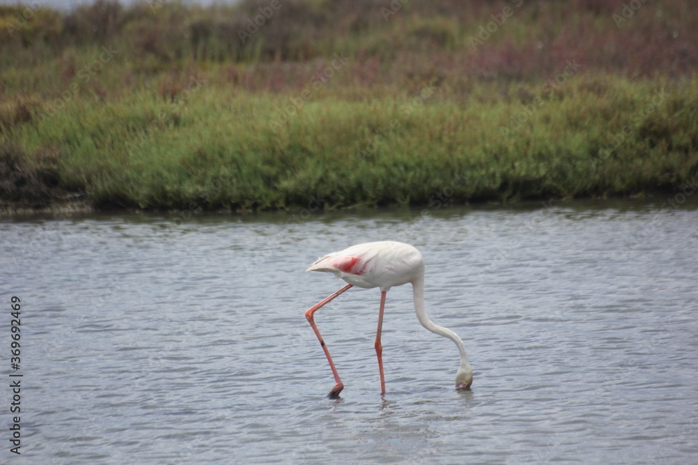 Obraz premium flamencos en humedal en el delta del Ebro