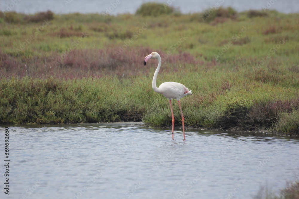 Obraz premium flamencos en humedal en el delta del Ebro