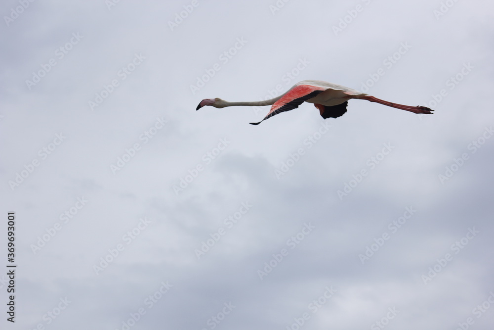 Obraz premium flamencos volando en un humedal