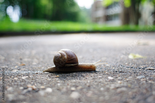 Snail crawling on the asphalt
