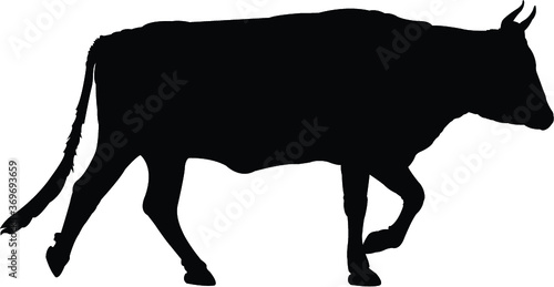 black silhouette of a cow