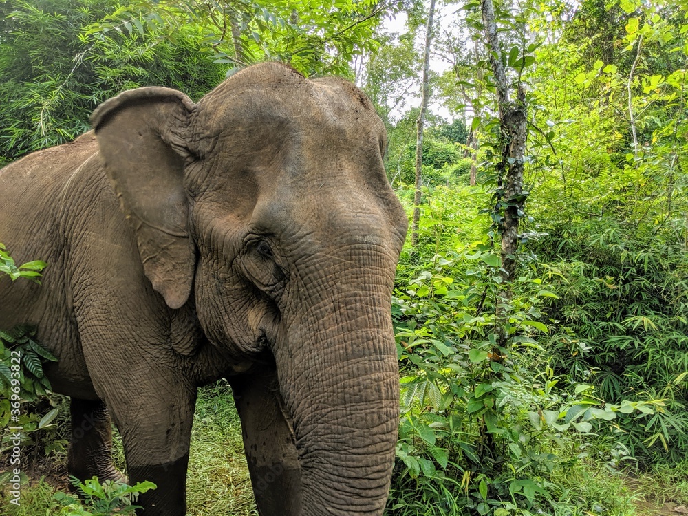 Fototapeta premium elephant in the jungle