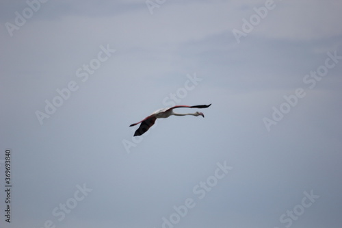 flamencos volando en el delta del ebro