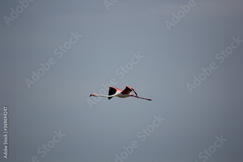 flamencos volando en el delta del ebro photo