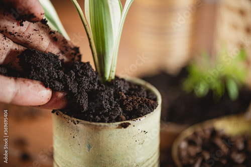 Using used coffee grounds as fertilizer