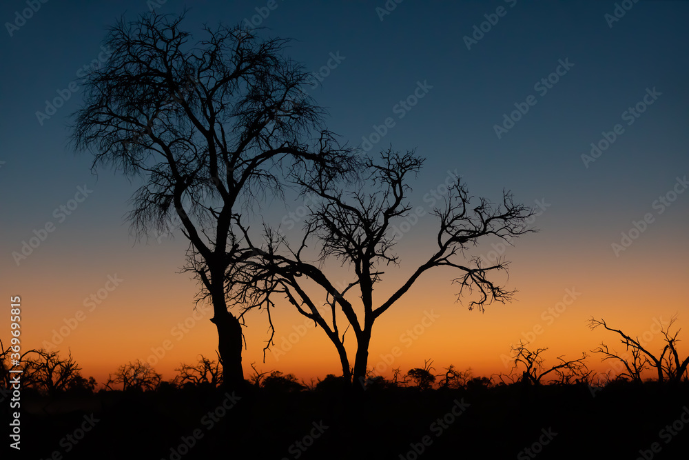 idyllic calm sunset with tree silhouette in front, Moremi Game reserve, Okavango Delta, Africa wilderness