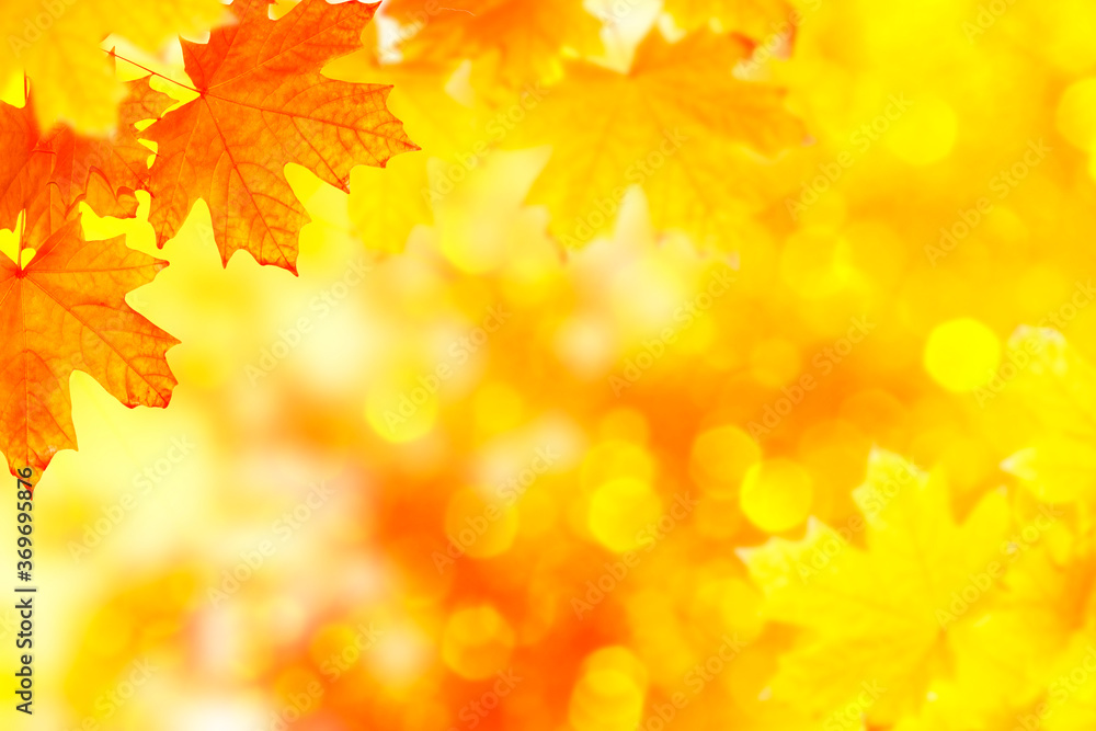 autumn landscape with bright colorful foliage. Indian summer. autumn landscape with bright colorful foliage. Indian summer.