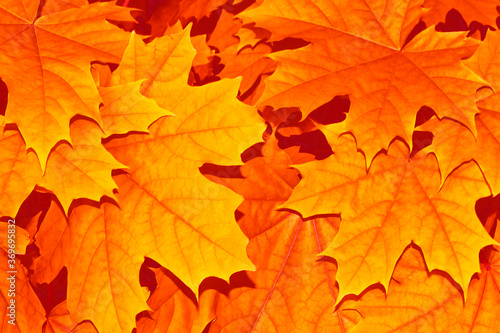 autumn landscape with bright colorful foliage. Indian summer.