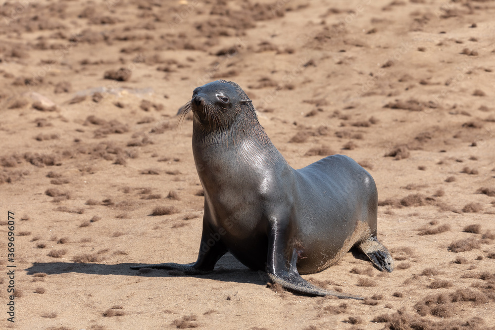 Obraz premium brown fur seal, african carnivore in one of biggest colony in Cape Cross, Namibia safari wildlife