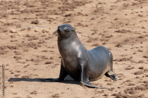 brown fur seal, african carnivore in one of biggest colony in Cape Cross, Namibia safari wildlife