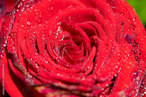 Fototapeta Naklejka Na Ścianę i Meble -  rote Rose Nahaufnahme mit Wassertropfen