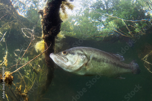 Underwater picture of a frash water fish Largemouth Bass (Micropterus salmoides) nature light. Live in the lake. Blackbass. Close up fish photography. photo