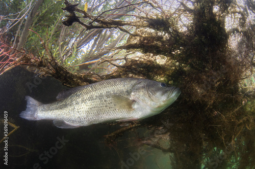 Obraz na plátně Underwater picture of a frash water fish Largemouth Bass (Micropterus salmoides) nature light