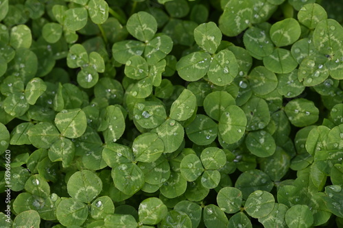 Green Clover bed with water drops