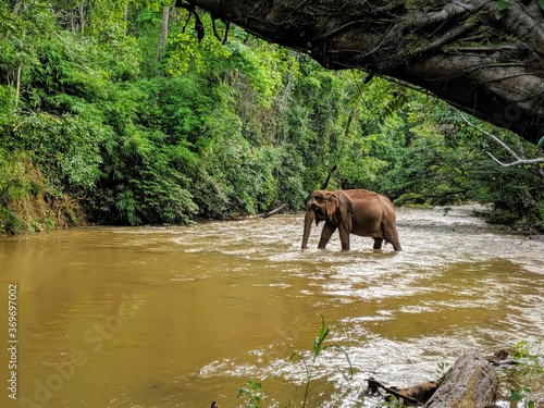 elephant in the river