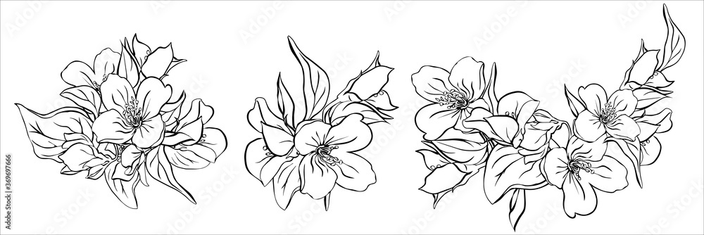 Set with 3 detailed jasmine, isolated vector illustration.