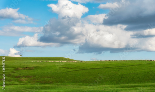 A flock of sheep in the hills during summer with blue sky, white clouds, and green pasture 