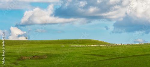 A flock of sheep in the hills during summer with blue sky  white clouds  and green pasture 