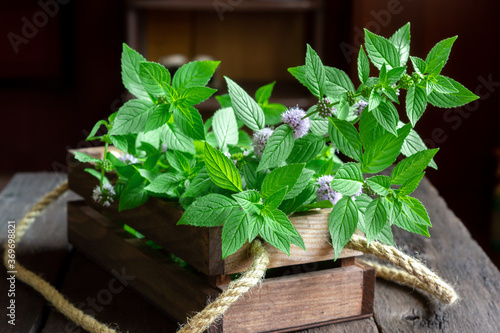 Freshly picked wild (corn, field ) mint in a wooden box. Fragrant harvest. Mentha arvensis photo