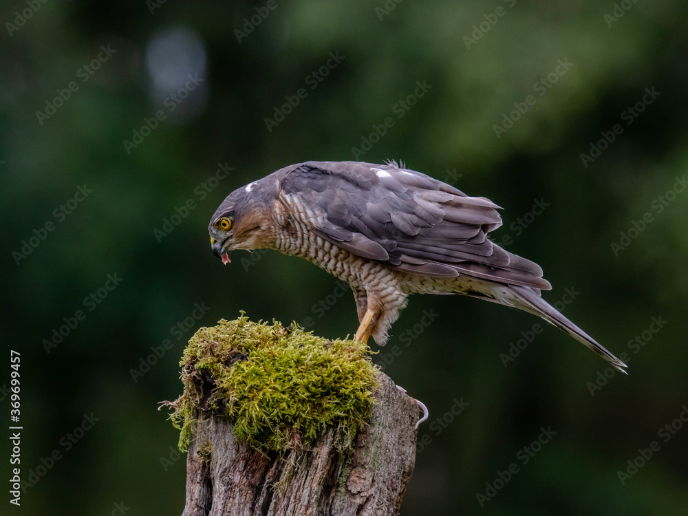 Obraz premium Bird of Prey - Sparrowhawk (Accipiter nisus), also known as the northern sparrowhawk or the sparrowhawk sitting on a trunk covered in moss.