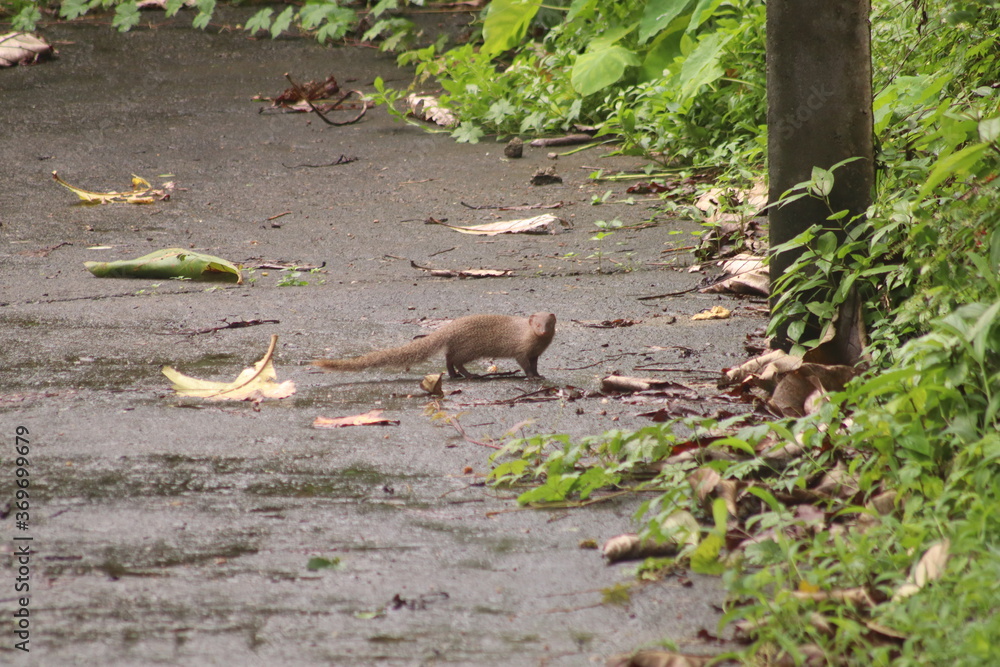 squirrel in the forest squirrel in the forest