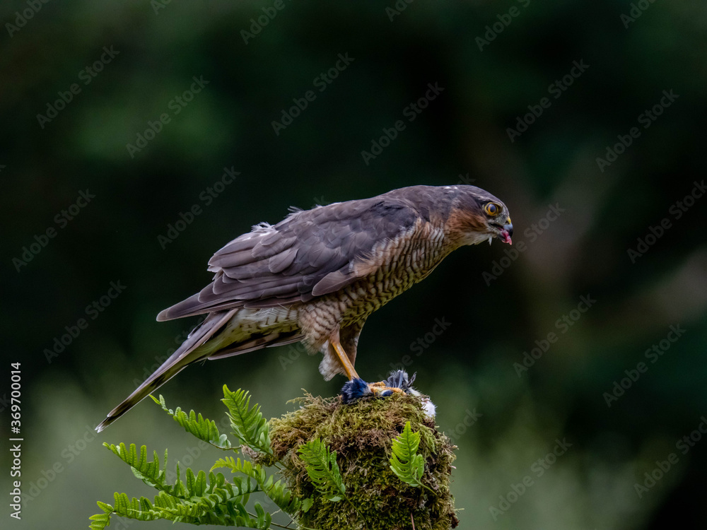 Obraz premium Bird of Prey - Sparrowhawk (Accipiter nisus), also known as the northern sparrowhawk or the sparrowhawk sitting on a trunk covered in moss.