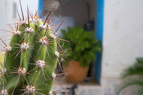 Cactus with a spider web on its spikes.
