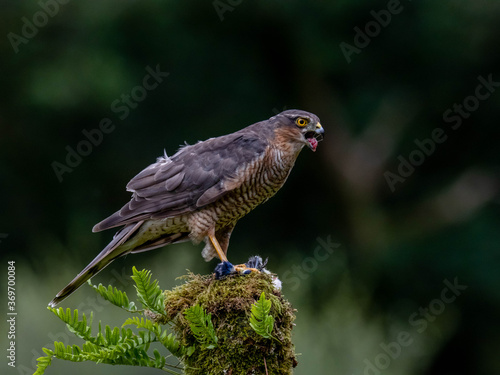 Bird of Prey - Sparrowhawk (Accipiter nisus), also known as the northern sparrowhawk or the sparrowhawk sitting on a trunk covered in moss. © Daniel