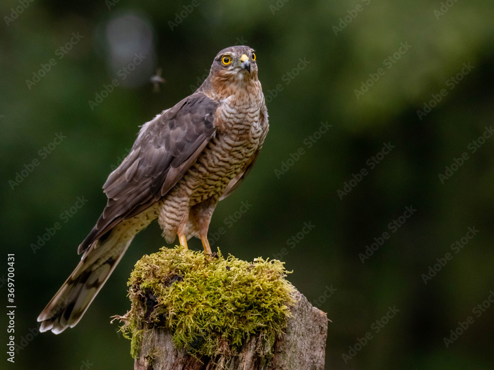 Bird of Prey - Sparrowhawk (Accipiter nisus), also known as the northern sparrowhawk or the sparrowhawk sitting on a trunk covered in moss. Bird of Prey - Sparrowhawk (Accipiter nisus), also known as the northern sparrowhawk or the sparrowhawk sitting on a trunk covered in moss.