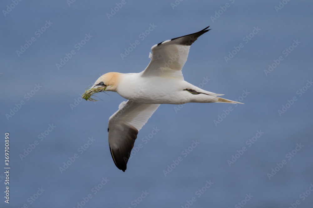 wildlife - Gannet flying over the colony on the cliff by the sea wildlife - Gannet flying over the colony on the cliff by the sea