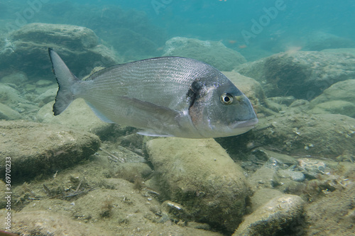 Tableau sur toile Gilthead seabream (Sparus aurata) in Mediterranean Sea