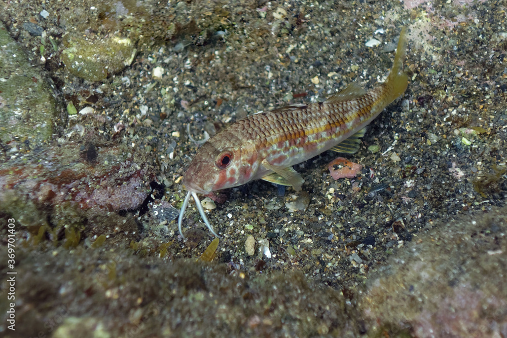 Striped red mullet (Mullus surmuletus) in Mediterranean Sea Striped red mullet (Mullus surmuletus) in Mediterranean Sea