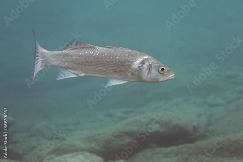 Bass (Dicentrarchus labrax) in Mediterranean Sea