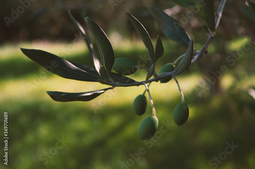 green olives oil. Mediterranean nature, harvest season