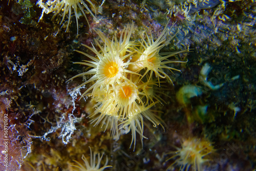 Yellow encrusting anemones (Parazoanthus axinellae) in Mediterranean Sea