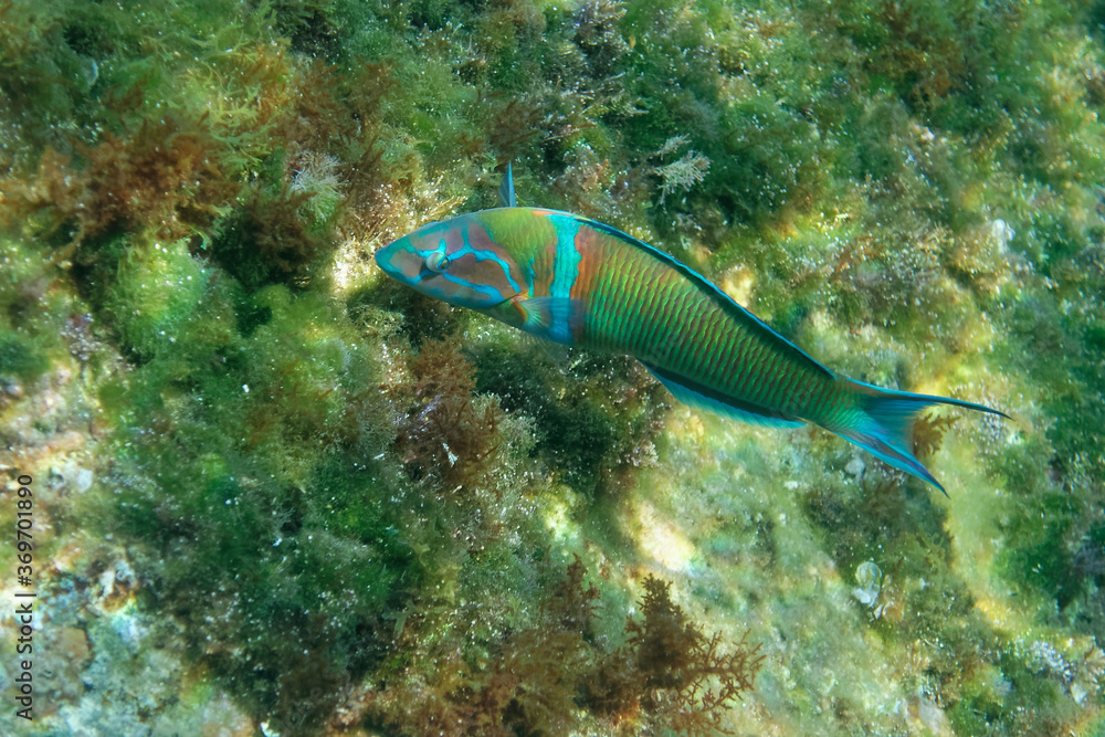 Obraz premium Male Ornate wrasse (Thalassoma pavo) in Mediterranean Sea